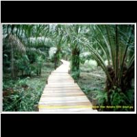 12329 029 zum Garama River Malaysia 2006 Sabah.jpg